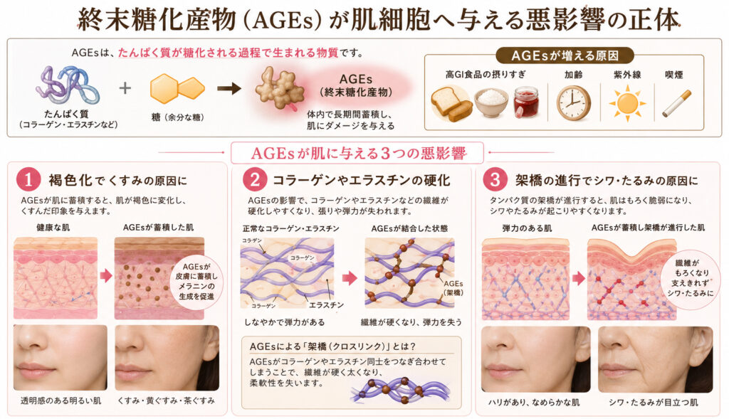 終末糖化産物（AGEs）が肌細胞へ与える悪影響の正体